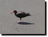 [ Black-necked stilt ]