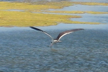 [Black skimmer]