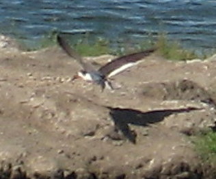 [Black skimmer]