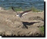 [ Black skimmer ]