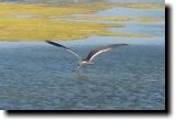 [ Black skimmer ]