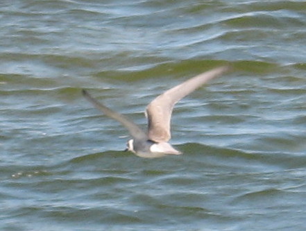 [Black tern]