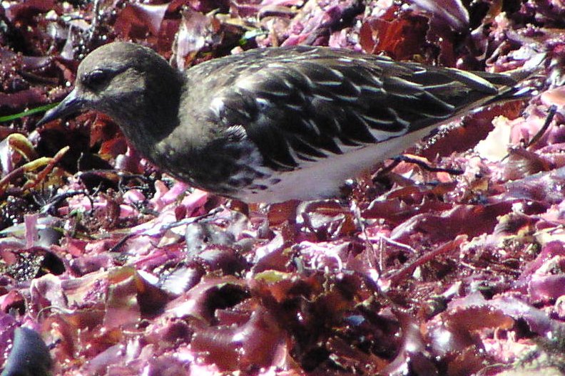 [Black turnstone]