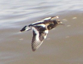 [Black turnstone]