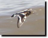 [ Black turnstone ]