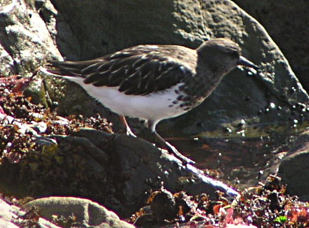 [Black turnstone]