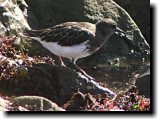 [ Black turnstone ]