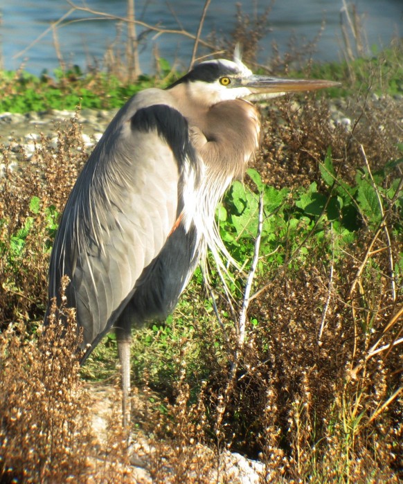 [Blue heron]