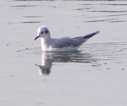 [Bonaparte's gull]