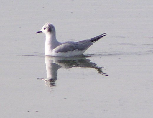 [Bonaparte's gull]