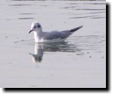 [ Bonaparte's gull ]