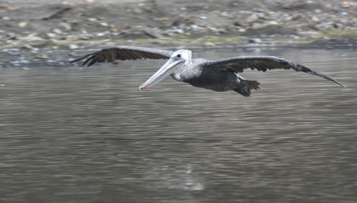 [Brown pelican]