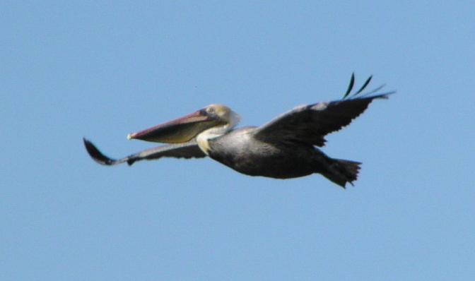 [Brown pelican]