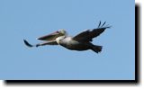 [ Brown pelican ]