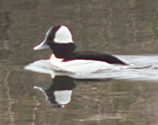 [Bufflehead]