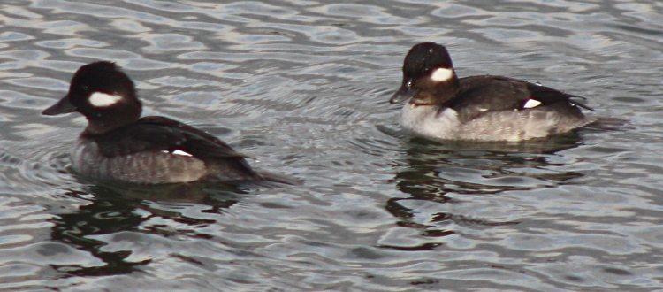 [Bufflehead]