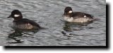 [ Bufflehead ]