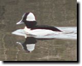 [ Bufflehead ]