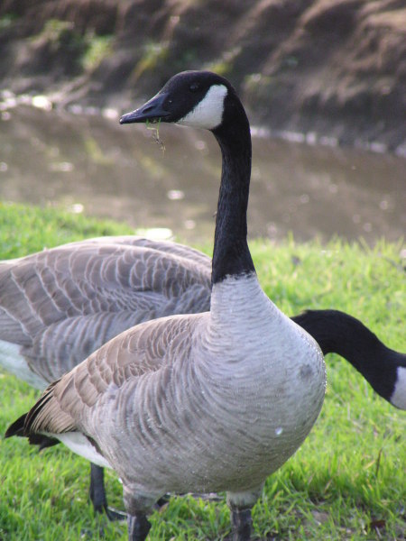 [Canada goose]