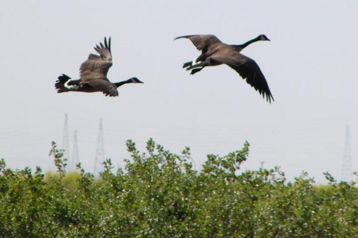 [Canada goose]