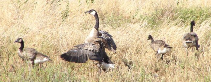 [Canada goose]