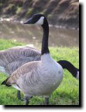 [ Canada goose ]