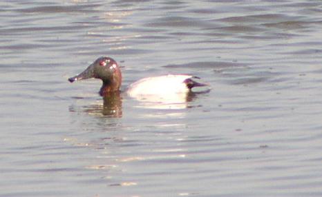 [Canvasback]