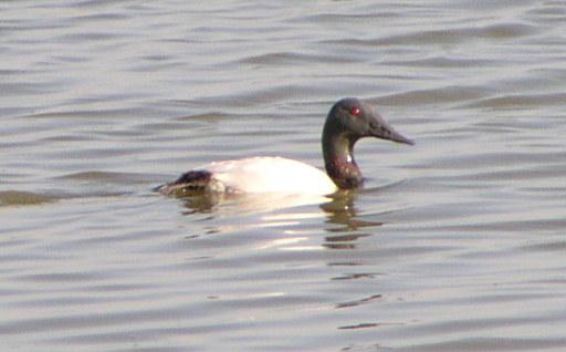 [Canvasback]