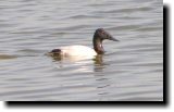 [ Canvasback ]