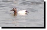 [ Canvasback ]