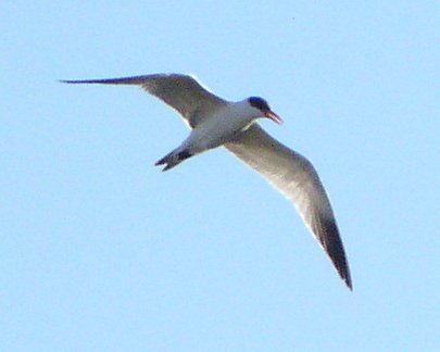 [Caspian tern]