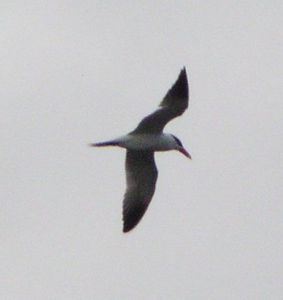 [Caspian tern]