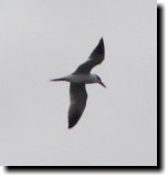 [ Caspian tern ]