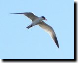 [ Caspian tern ]