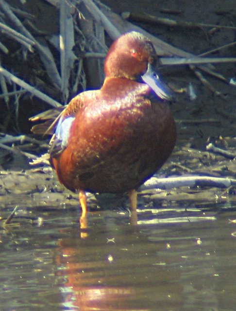 [Cinnamon teal]