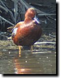 [ Cinnamon teal ]