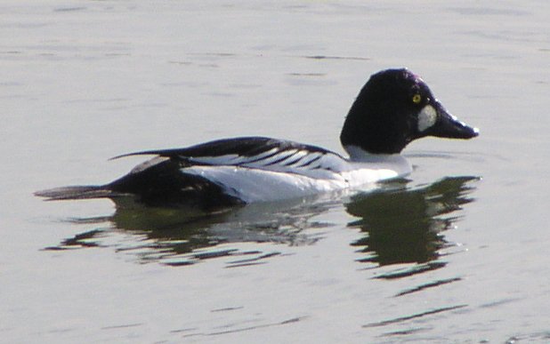 [Common goldeneye]