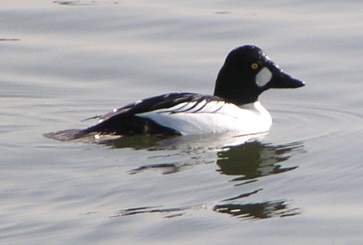 [Common goldeneye]