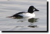 [ Common goldeneye ]