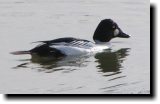 [ Common goldeneye ]