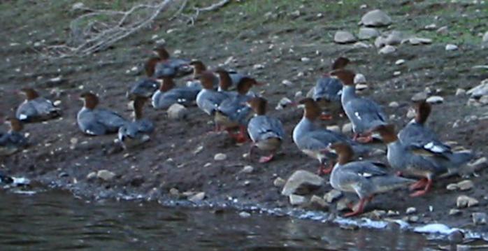 [Common merganser]