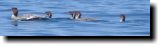 [ Common merganser ]