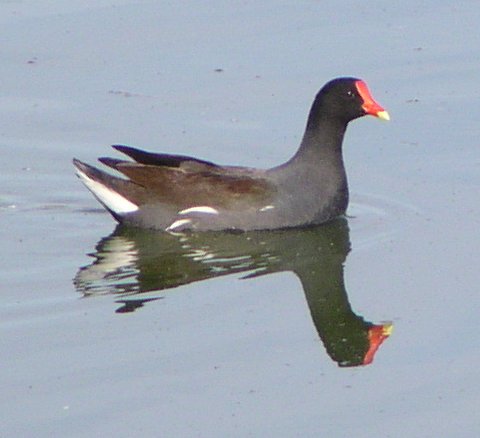 [Common moorhen]