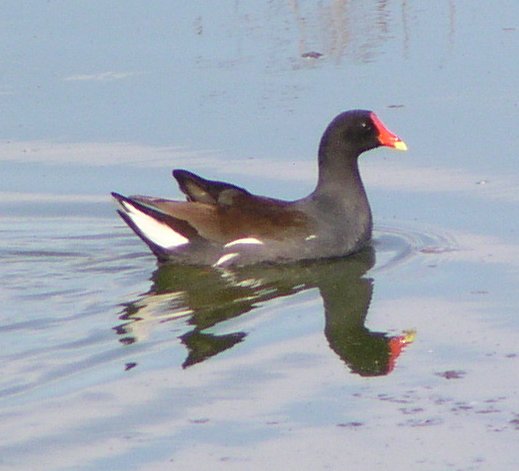 [Common moorhen]