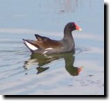 [ Common moorhen ]