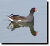 [ Common moorhen ]