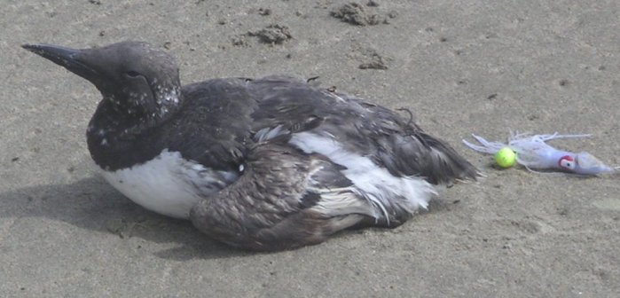 [Common murre]