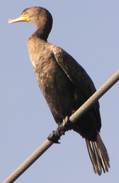 [Double-crested cormorant]