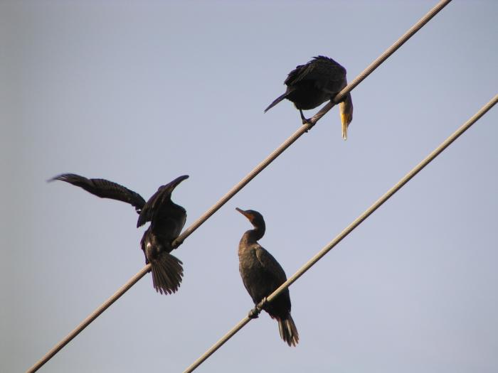 [Double-crested cormorant]