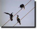 [ Double-crested cormorant ]